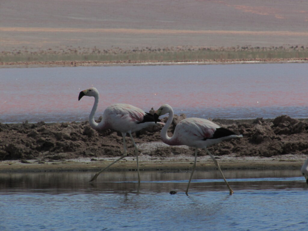 Flamencos en la laguna Colorada de Carachi Pampa