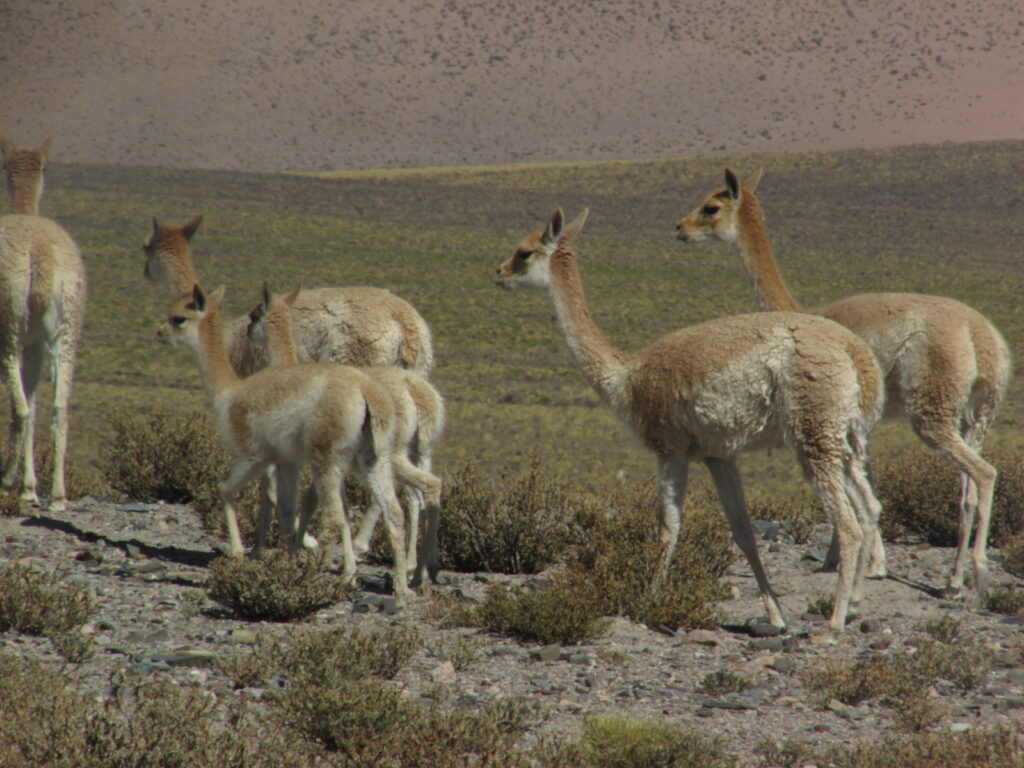 Grupo de vicuñas en Laguna Blanca