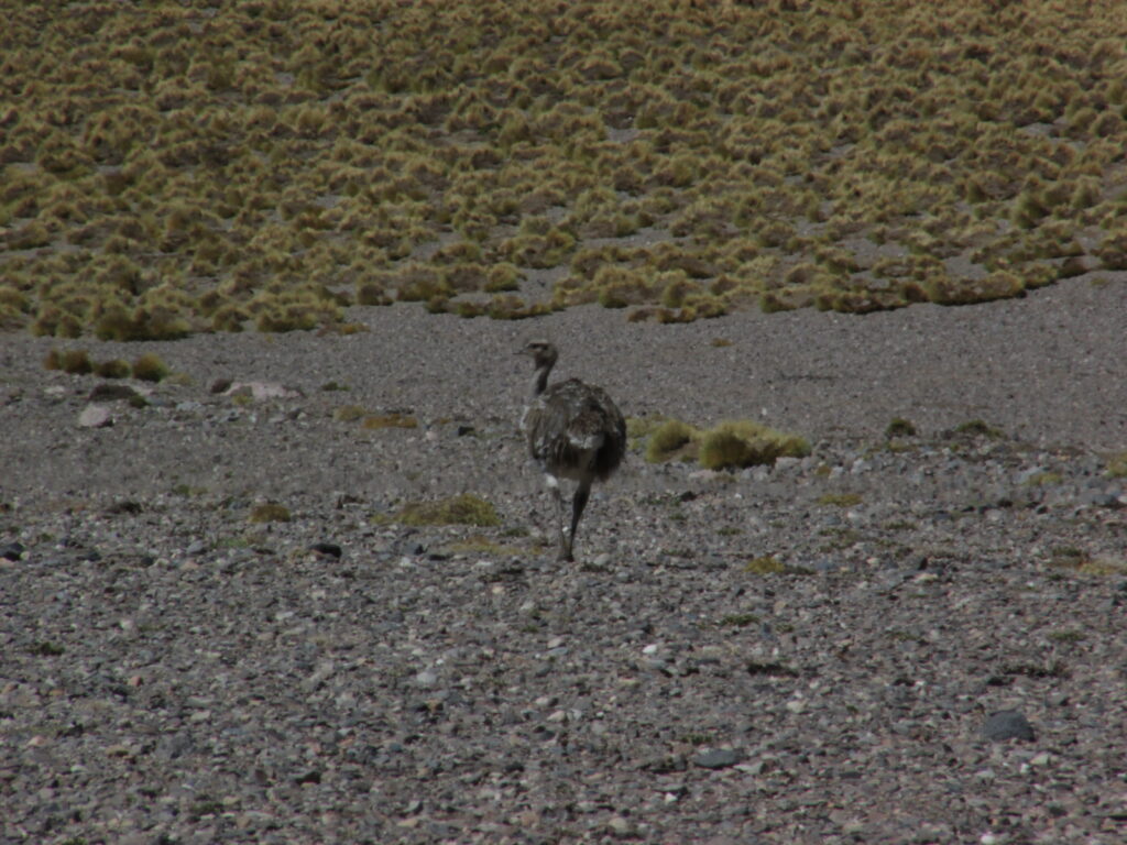 Suri en los alrededores de Laguna Grande