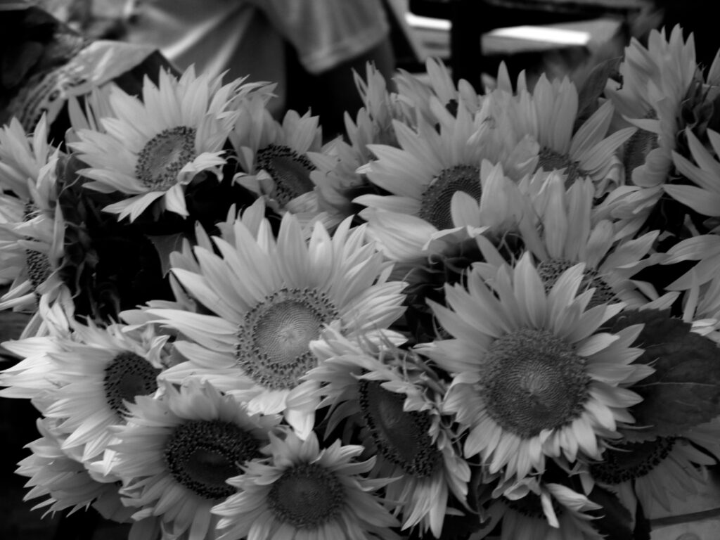 Girasoles en el mercado de Dolac