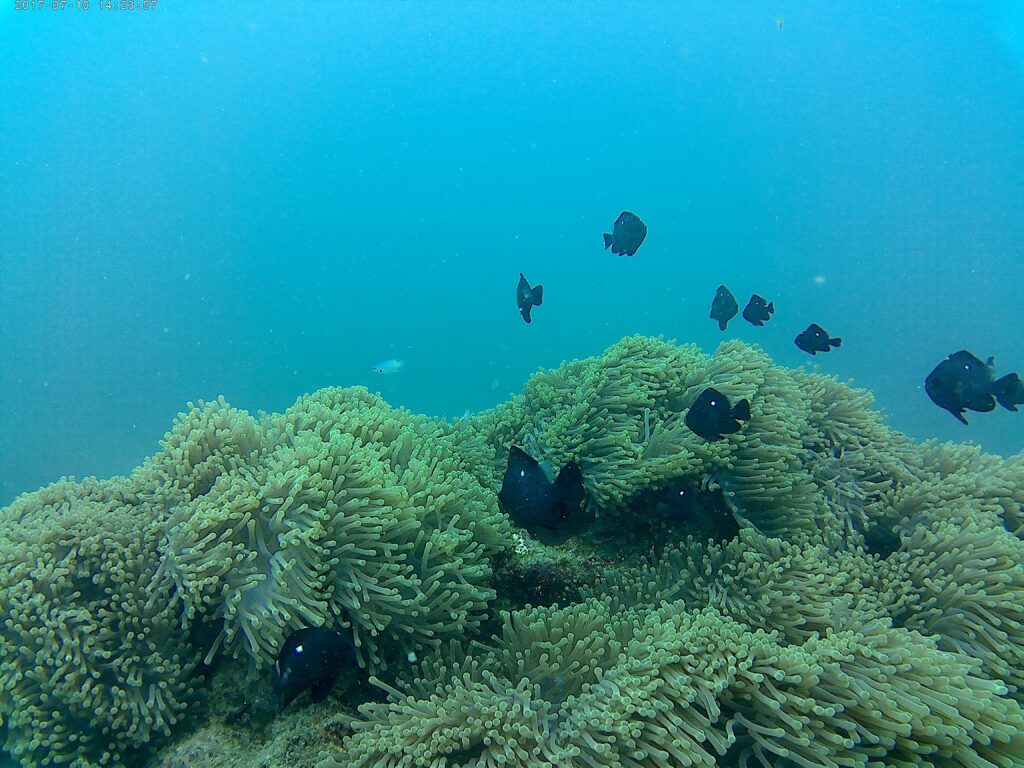 Inmersión en las islas Con Dao durante nuestro viaje a Vietnam