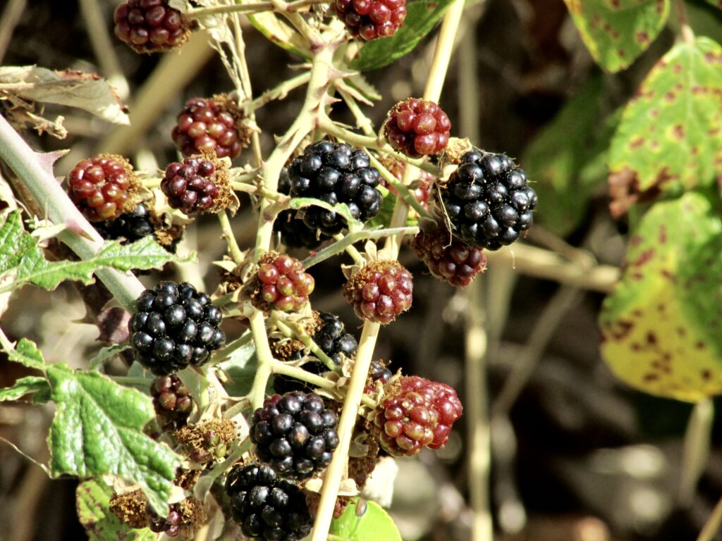 Moras rojas y negras