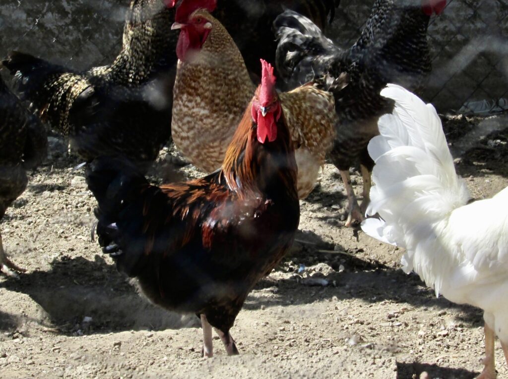 Gallo en el gallinero