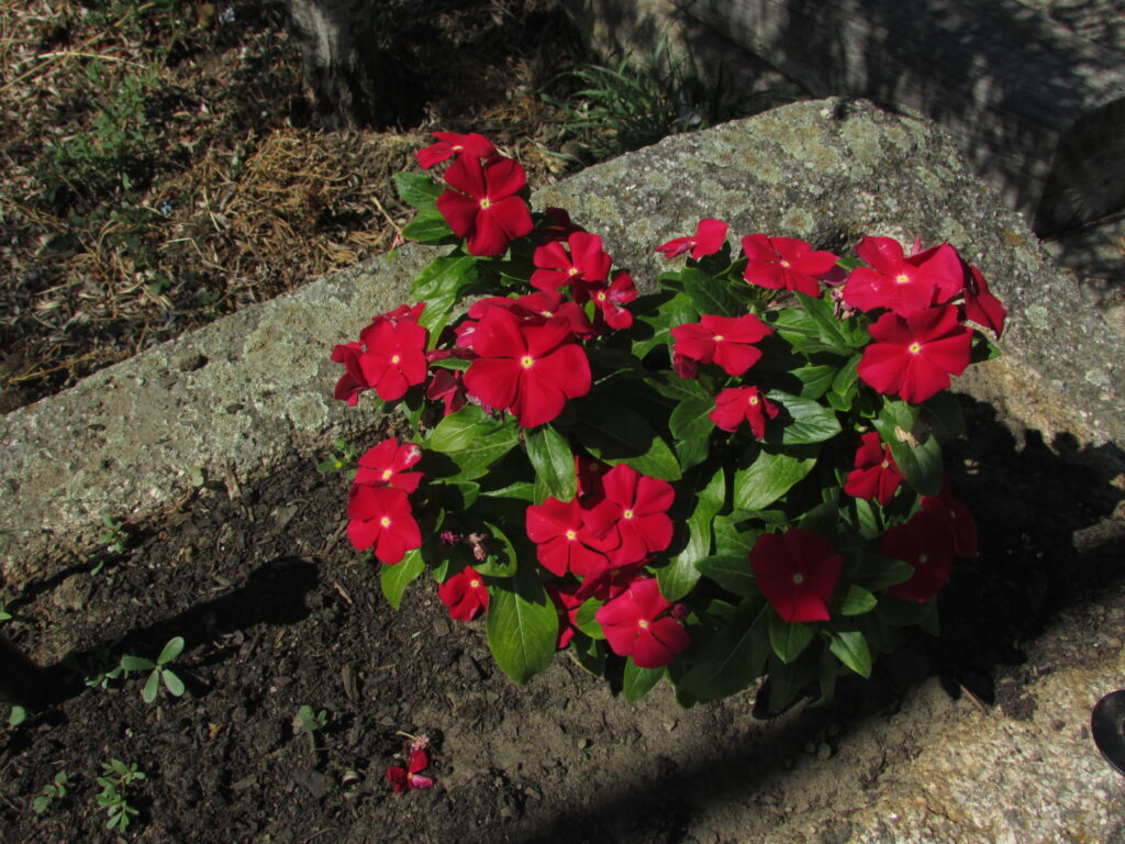 Vincas en una de las pilas de la Nave