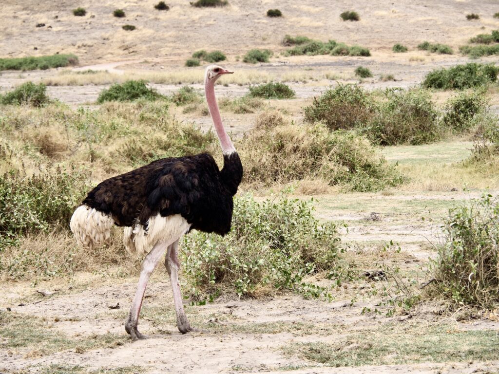 Avestruz en Amboseli