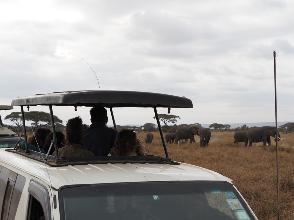 Elefantes en Amboseli