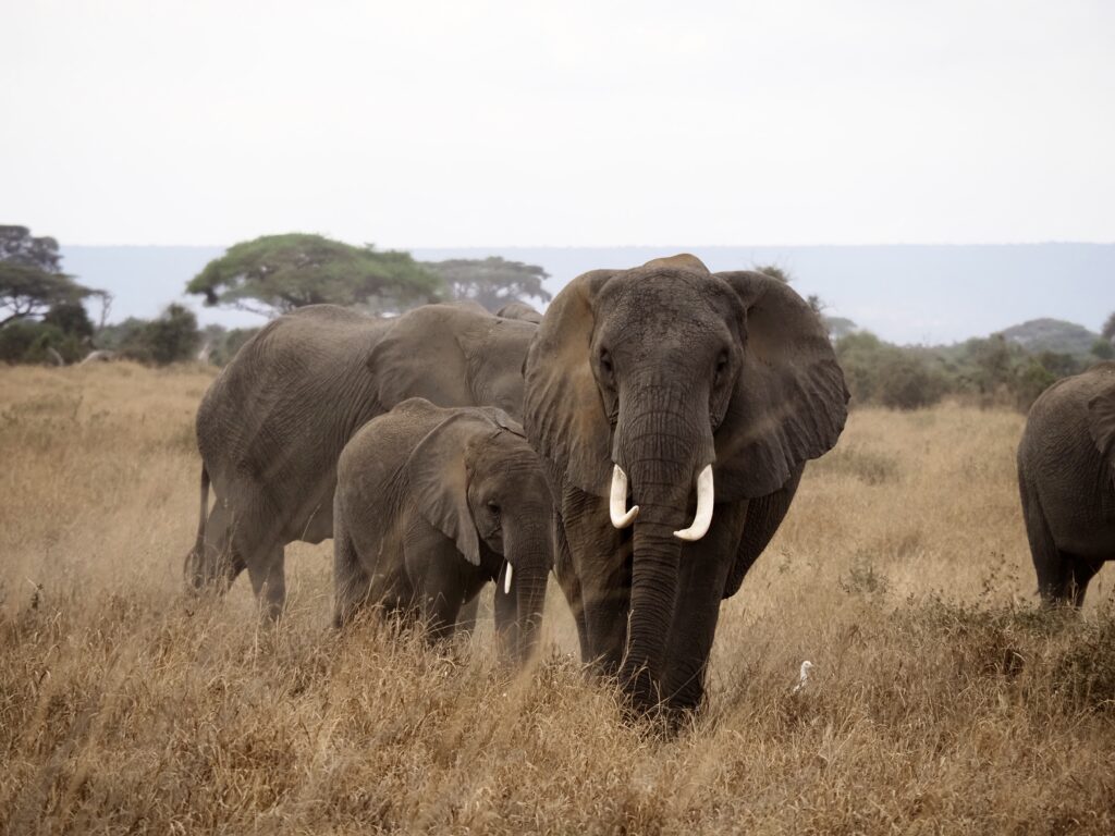 Elefantes en Amboseli