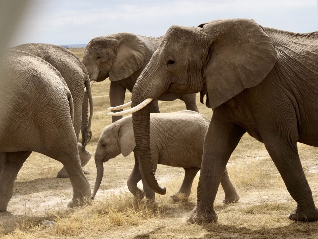 Familia de elefantes en Amboseli