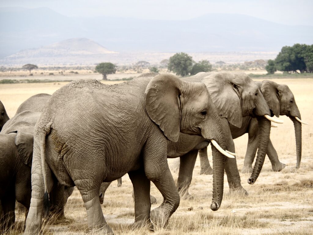 Trío de elefantes en Amboseli