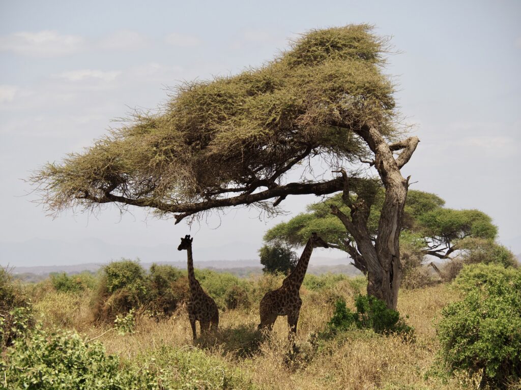 Jifrafas bajo acacia en Amboseli