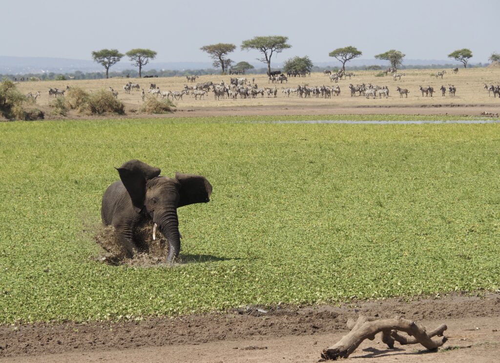 Elefante bañándose en Masái Mara