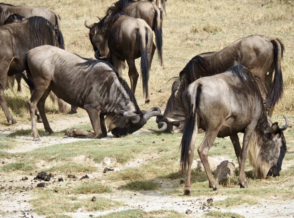 Pelea de ñus en el Ngorongoro