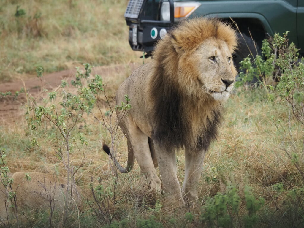 La majestuosidad del león