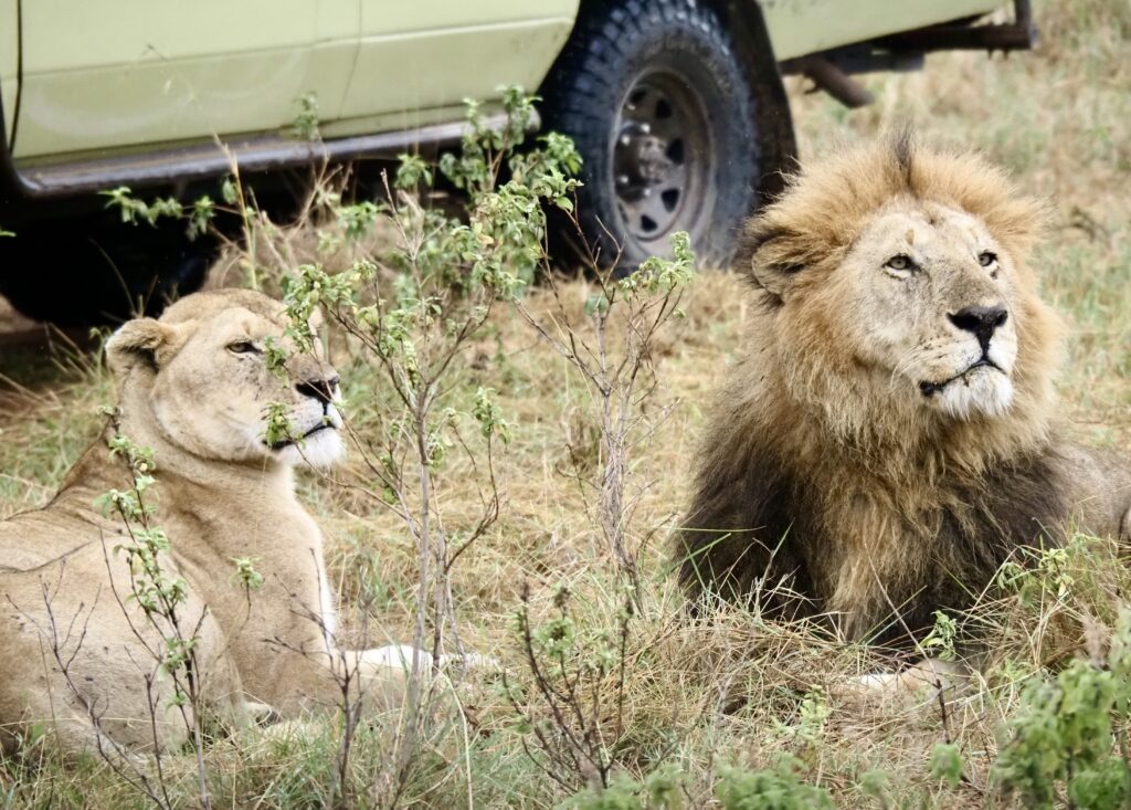 Pareja de leones de luna de miel