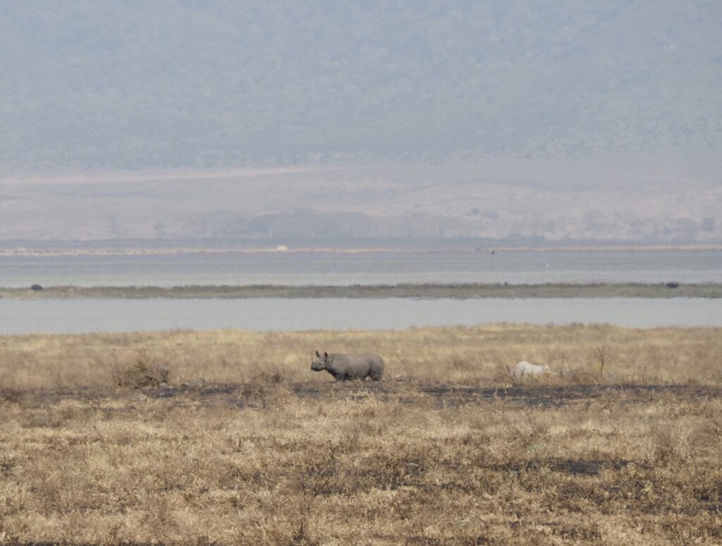 Rinoceronte negro en el Ngorongoro