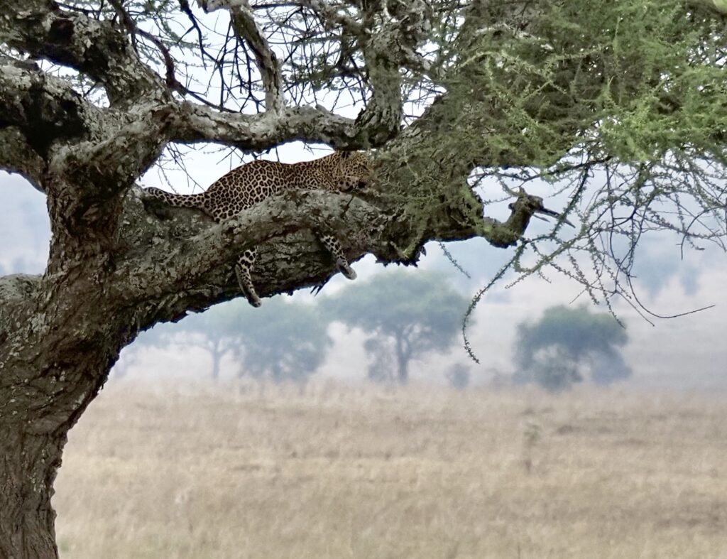 Leopardo sobre una rama en el Serengueti