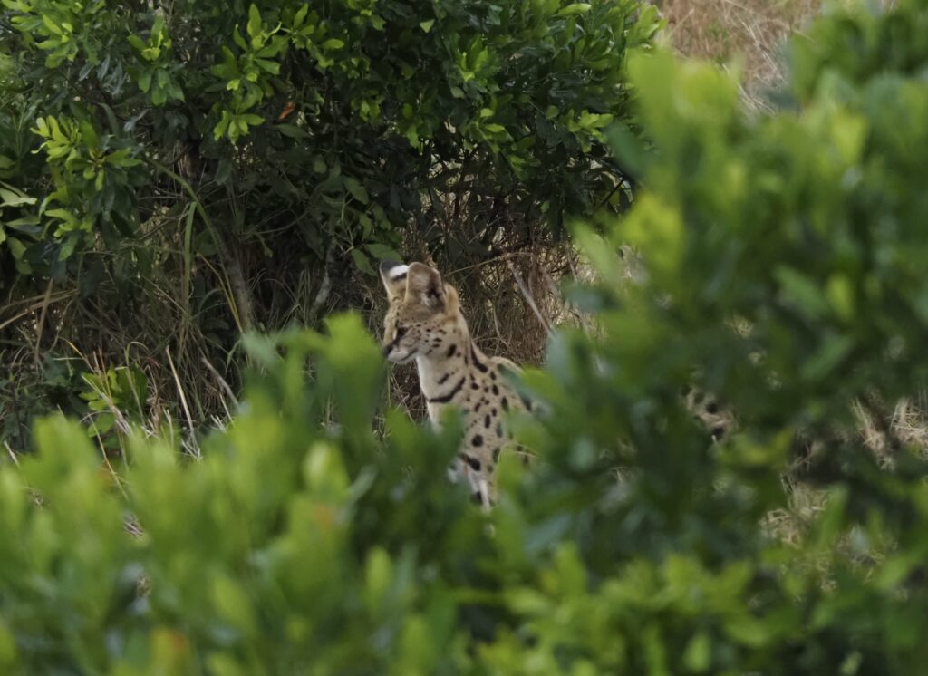 Serval en el Masái Mara