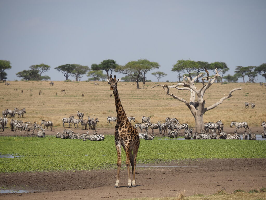 Hasta aquí el safari fotográfico. ¡Nos leemos en breve!