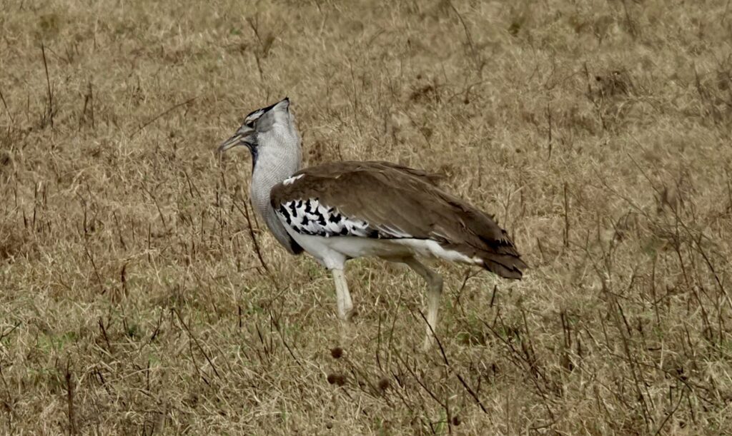 Avutarda en el Ngorongoro