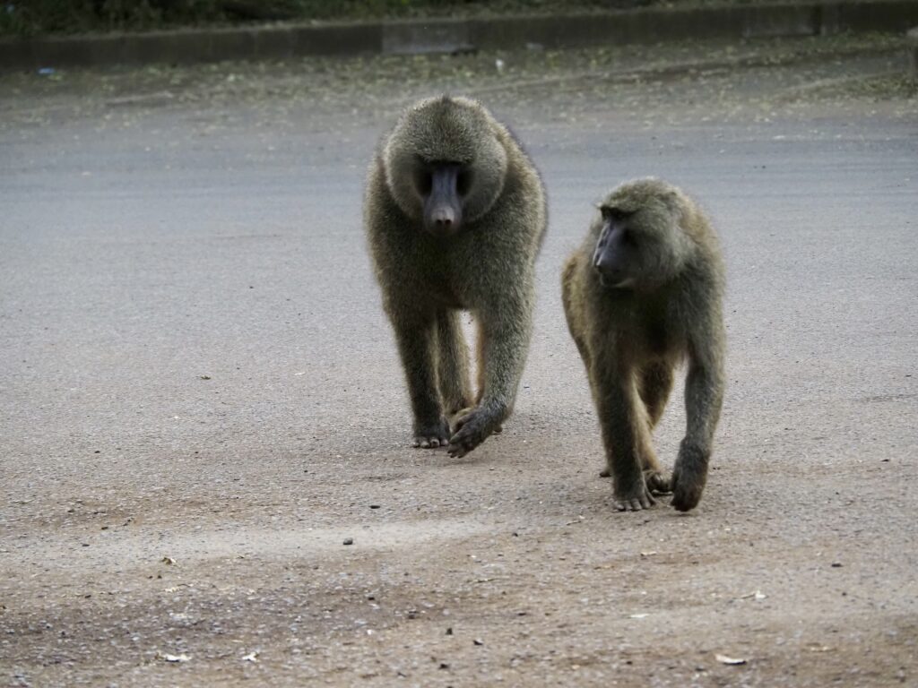 Babuinos en el Ngorongoro