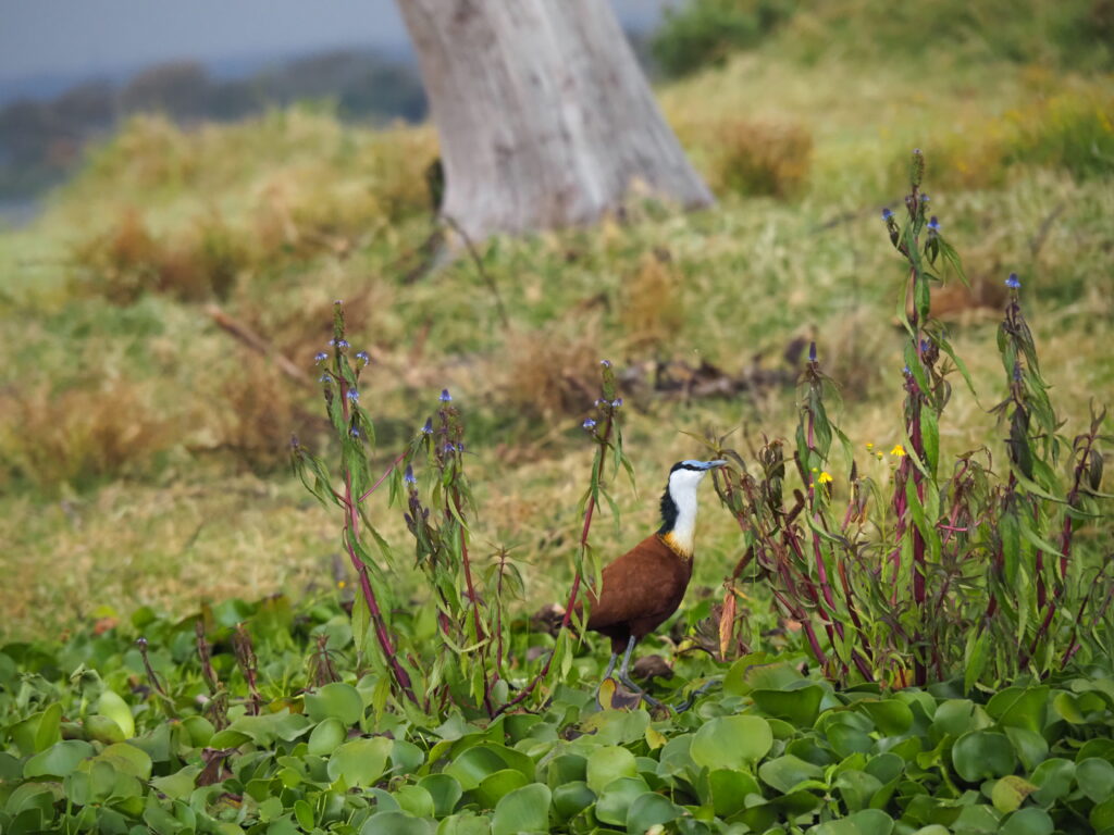 Jacana africana en Naivasha