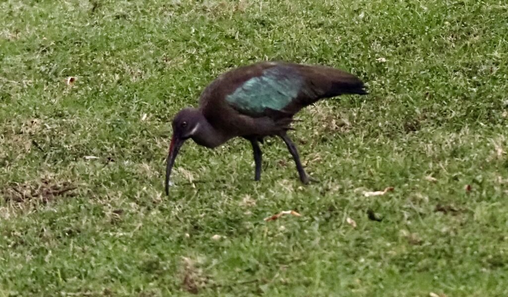 Ibis en Naivasha