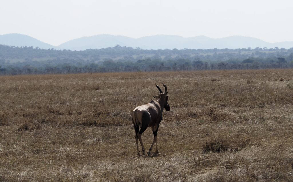 Topi en el Serengueti