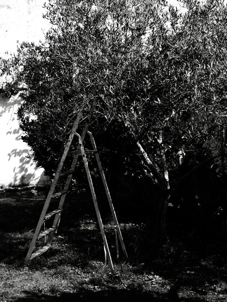 Escalera preparada para la cosecha