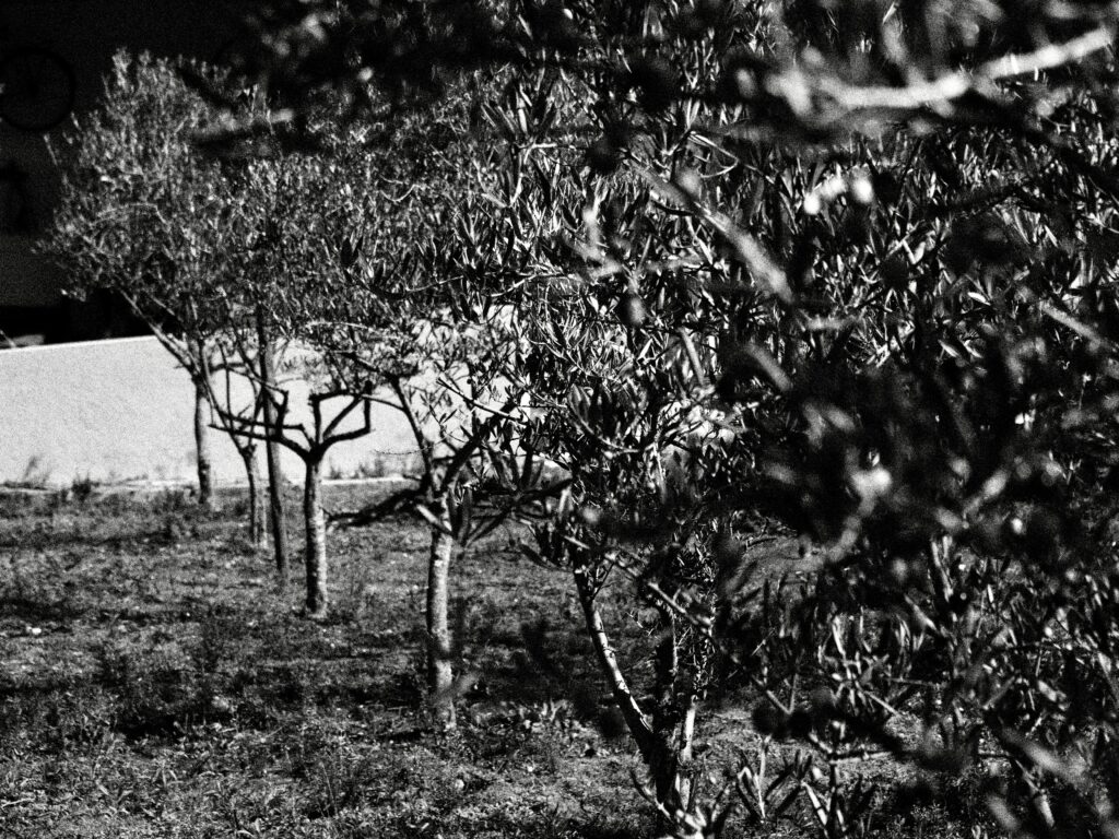 Algunos olivos en la nave