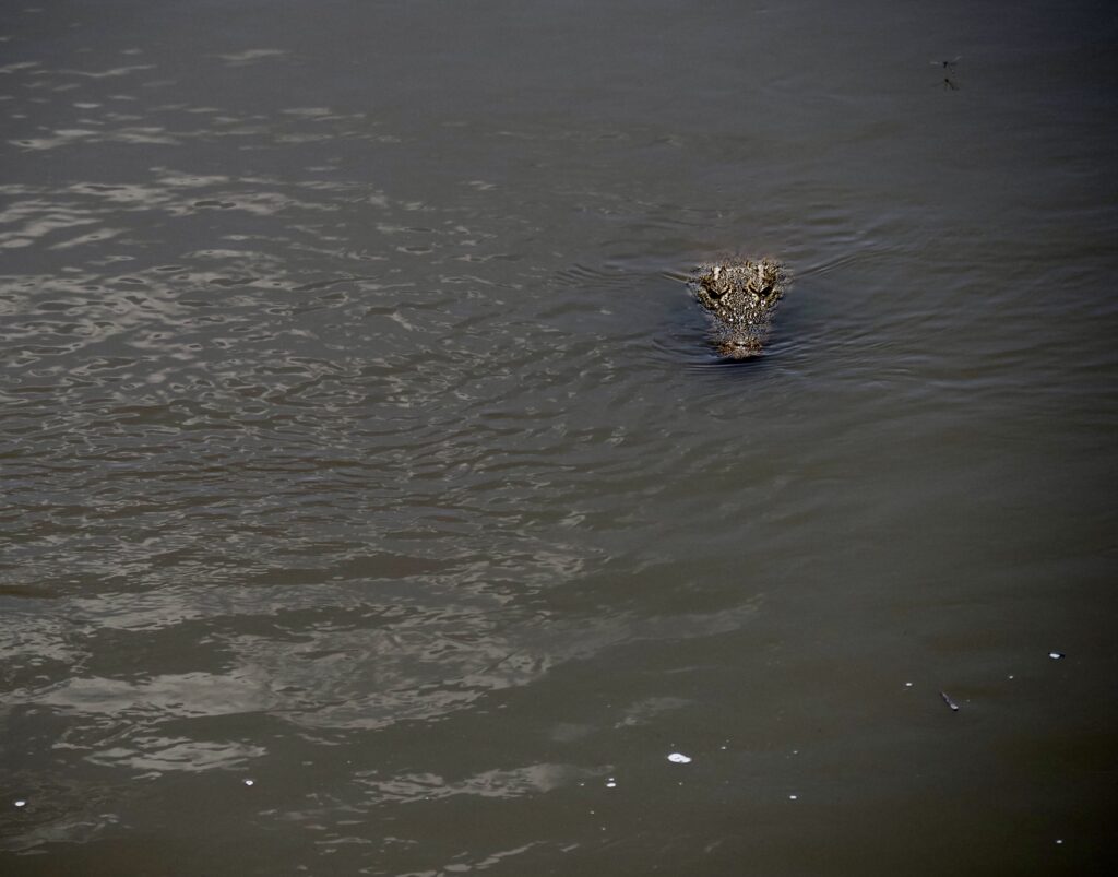 Cocodrilo en el río Mara