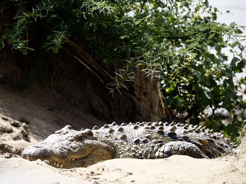 Cocodrilo a orillas del Río Mara