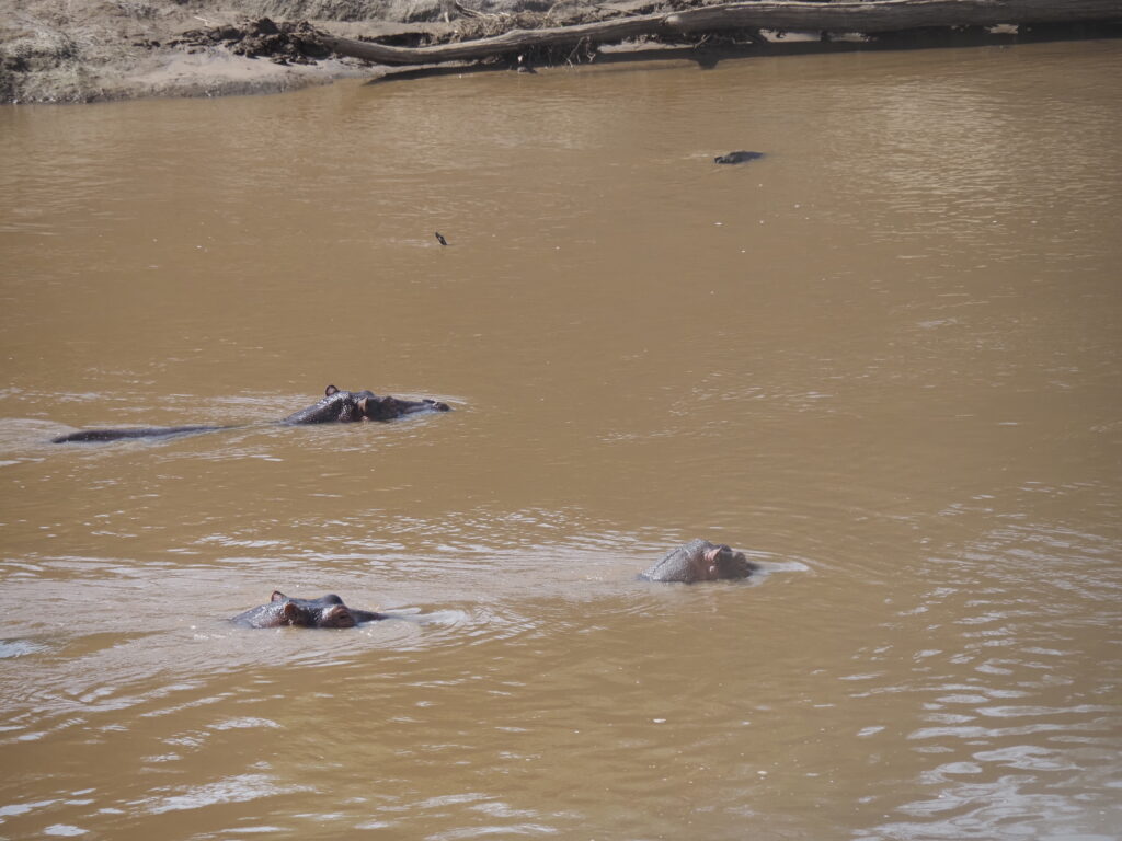 El río Mara y sus hipopótamos