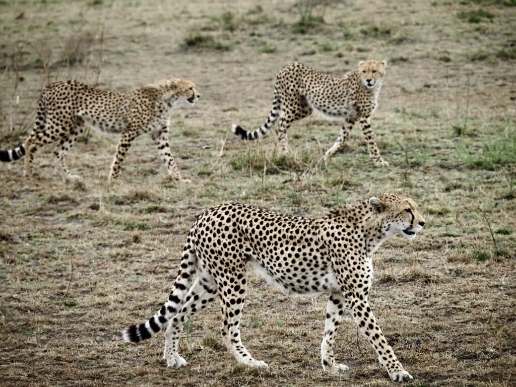 Familia de guepardos en Masái Mara