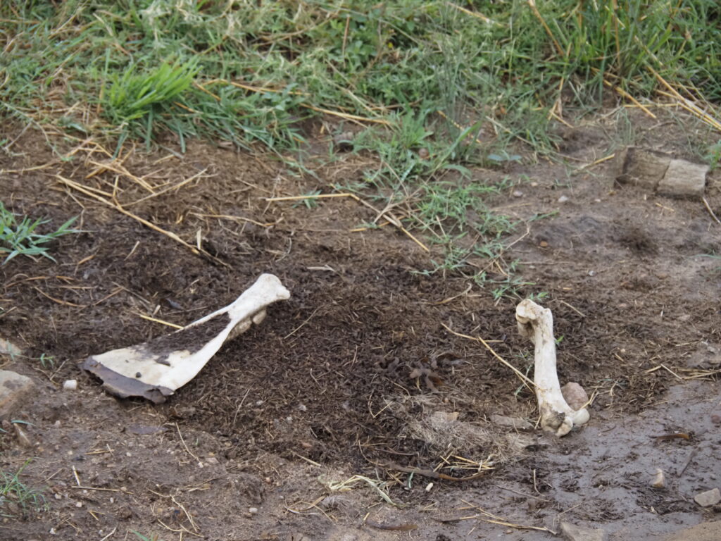 Huesos Rituales en la tribu Kikuyu