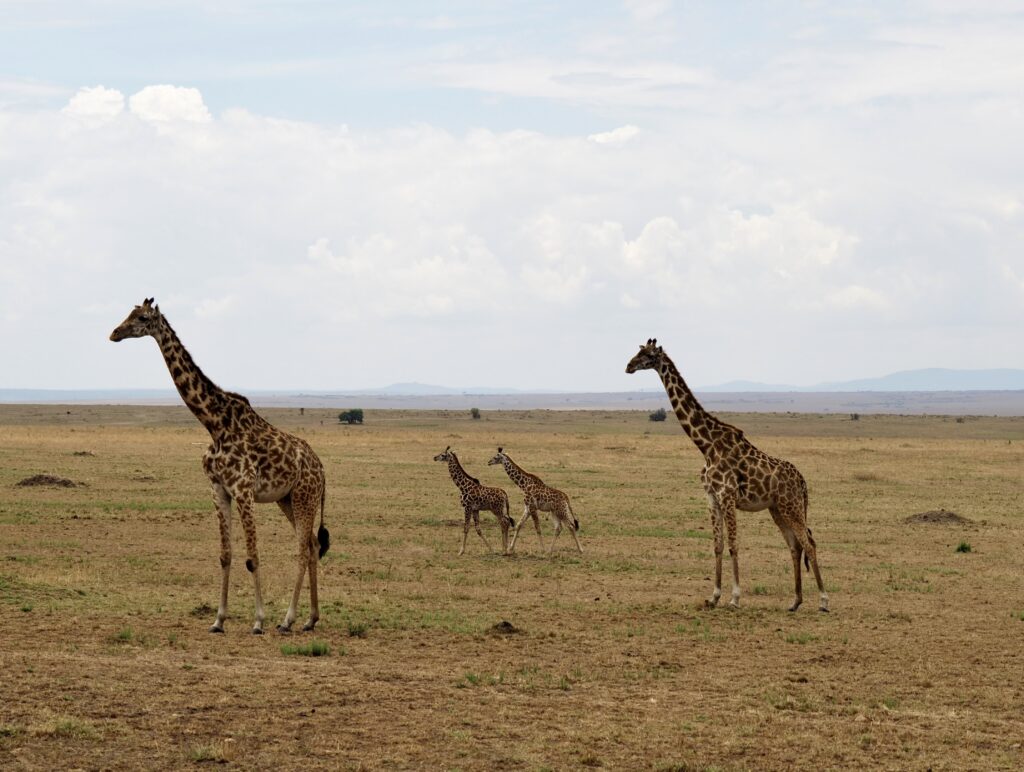 Familia de jirafas en Masái Mara