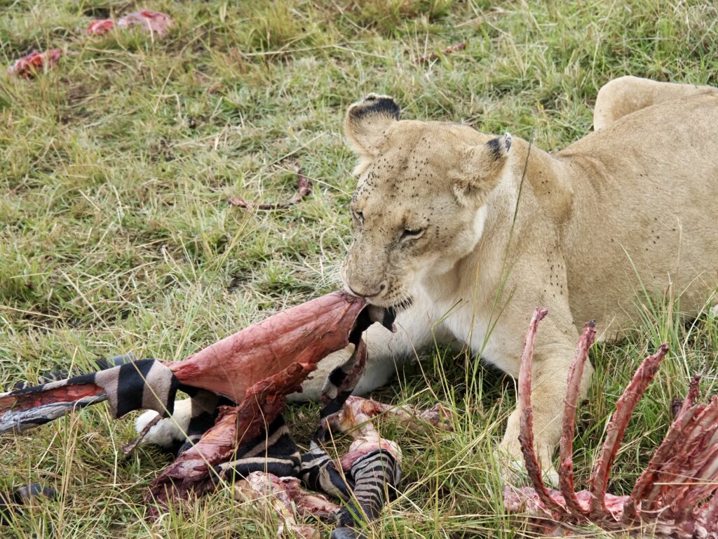 Leona comiendo en Masái Mara