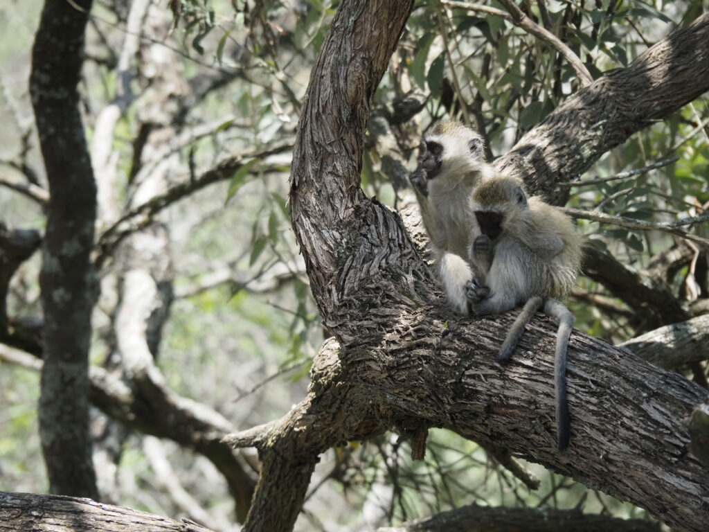 Cachorros de cercopiteco