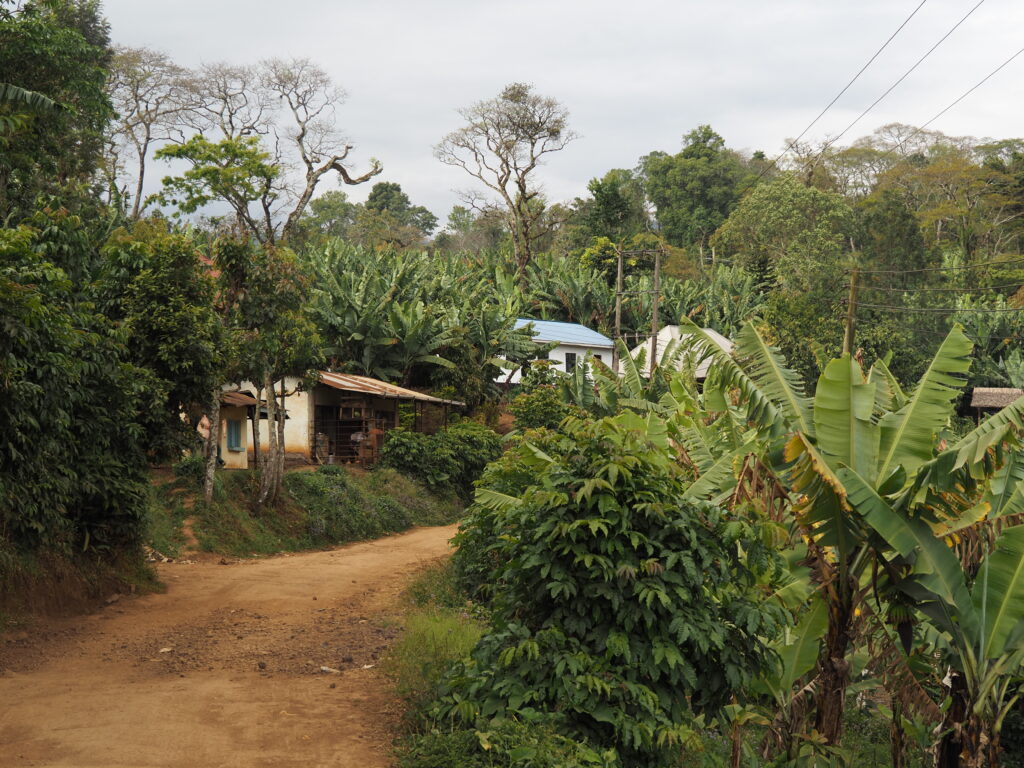  Plantaciones de plátanos y café en Materuni