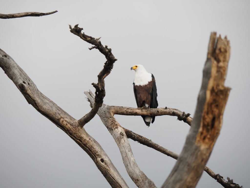 Águila pescadora en Naivasha