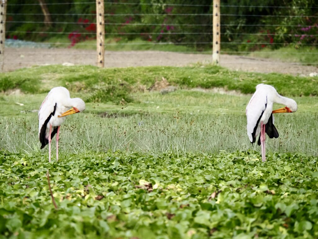 Cigüeñas de pico amarillo en Naivasha