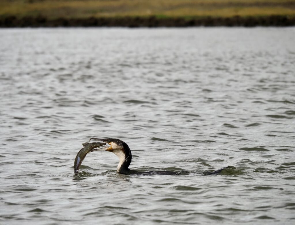 Garza comiendo en el lago Naivasha