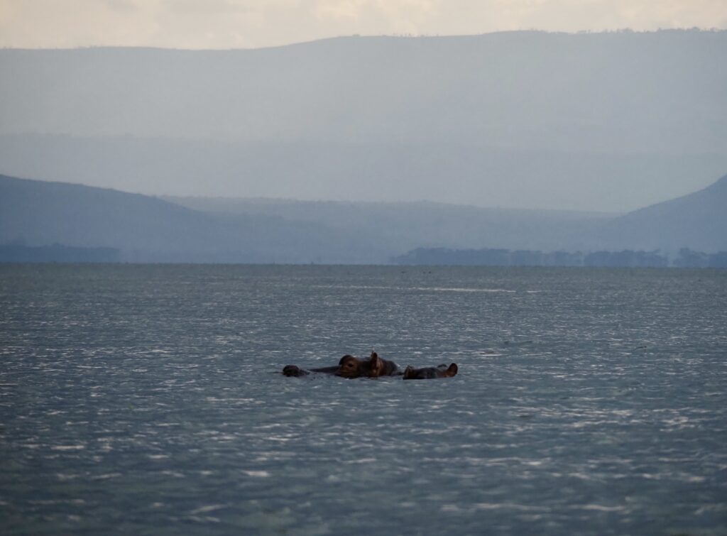 Hipopótamos en el lago Naivasha