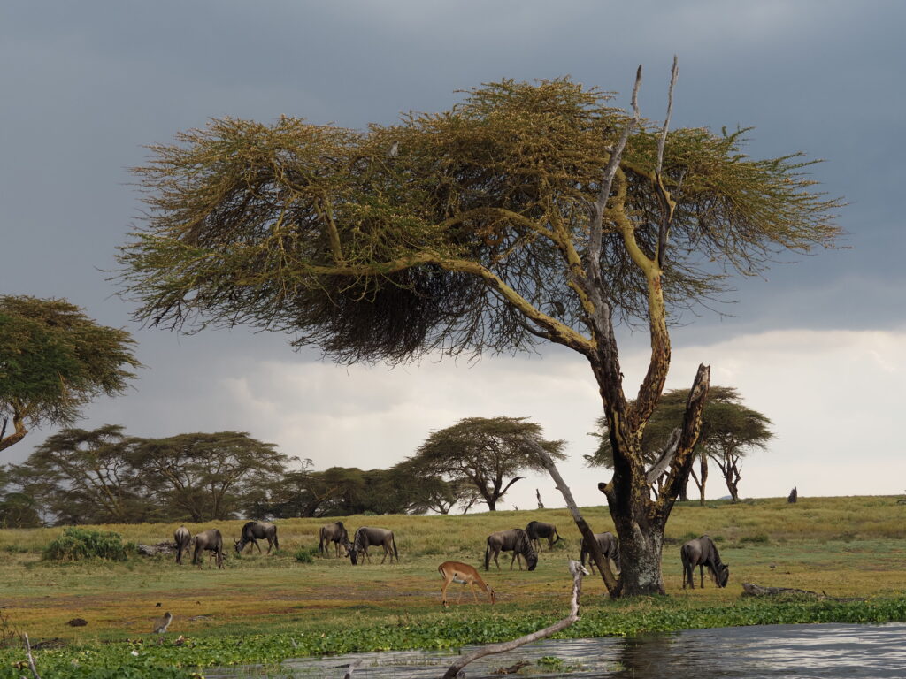 Isla en el lago Naivasha