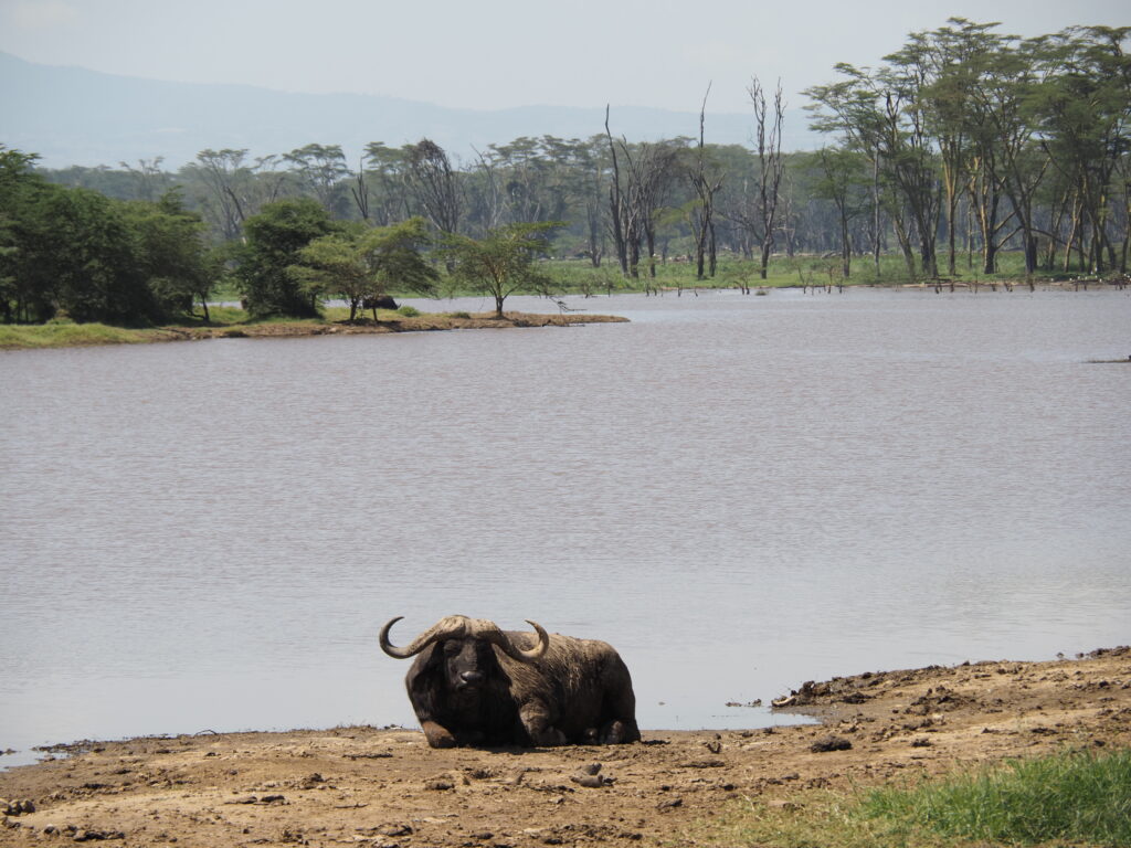 Búfalo tumbado en Nakuru