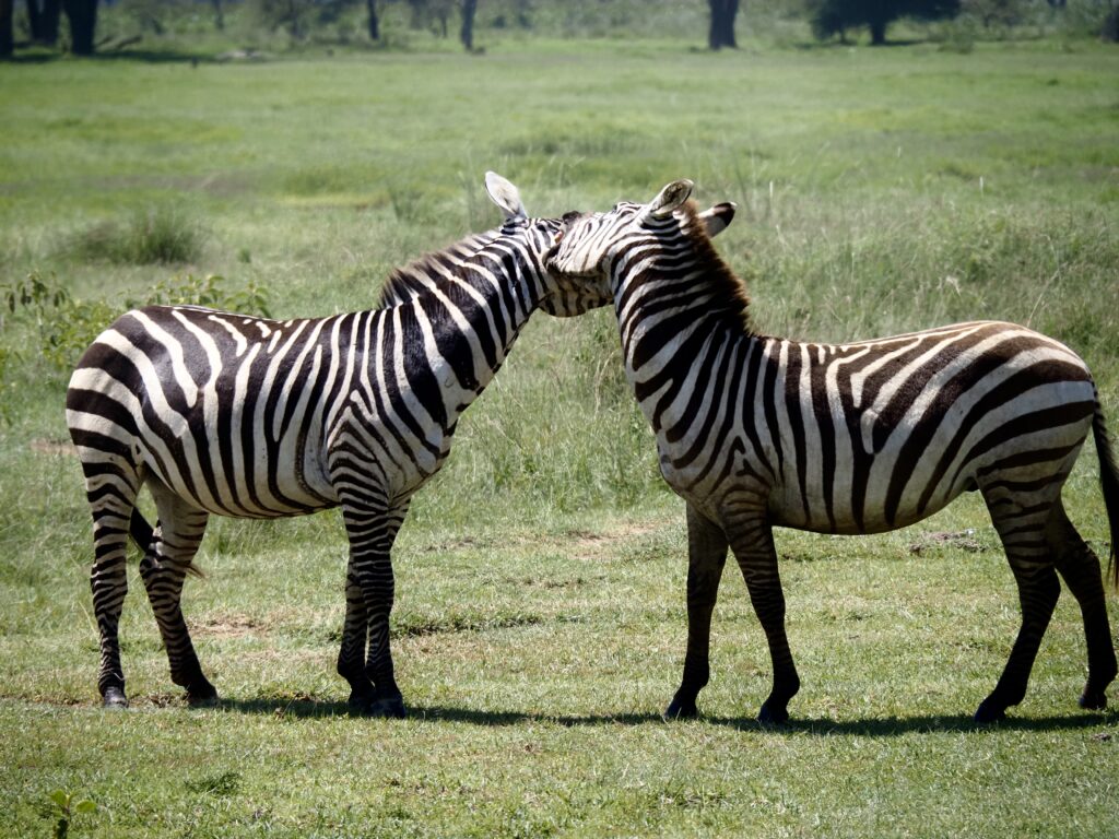 Cebras peleando en Nakuru