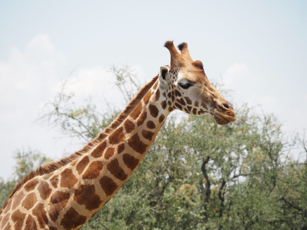 Jirafa en Nakuru