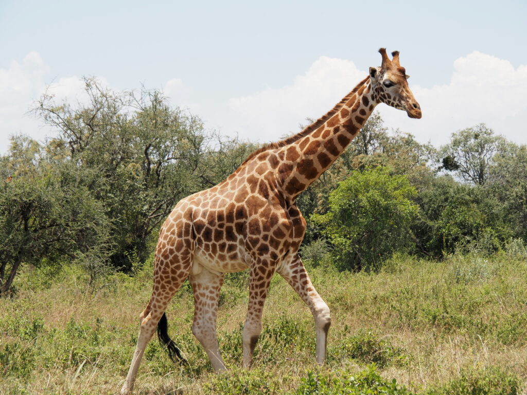 Jirafa en Nakuru