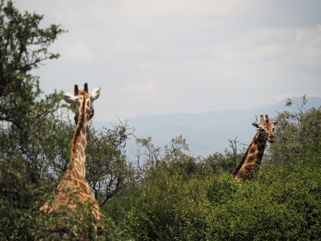 Jirafas en Nakuru