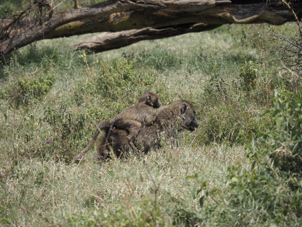 Babuínos en Nakuru