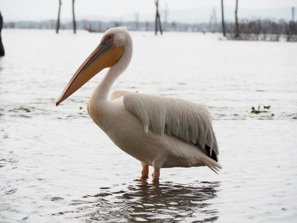 Pelícano en el lago Naivasha